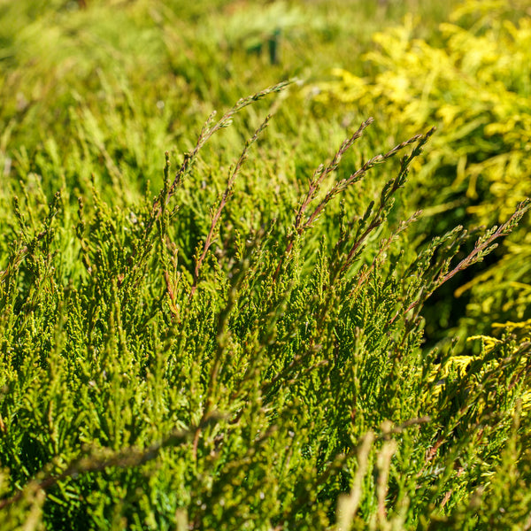 Sea Green Juniper - Juniper - Conifers