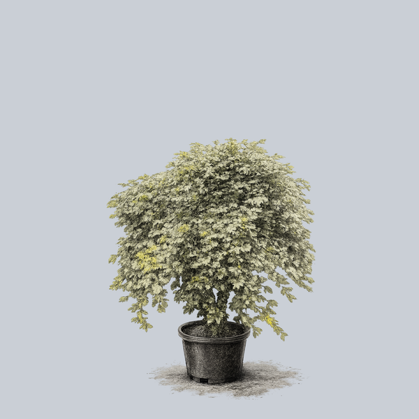 Seki No Kegon Weeping Full Moon Maple