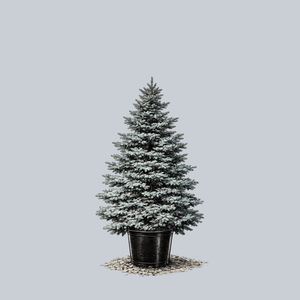 Select Blue Colorado Spruce