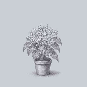 Sempervirens Barrenwort