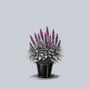 Sensation Rose Meadow Sage
