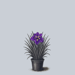 Sensation Japanese Iris