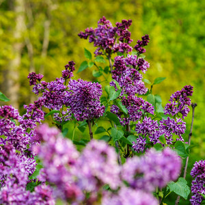 Sensation Lilac Shrubs Plant Detectives   