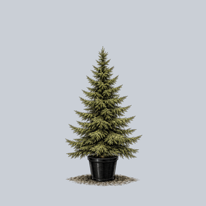 Serbian Spruce
