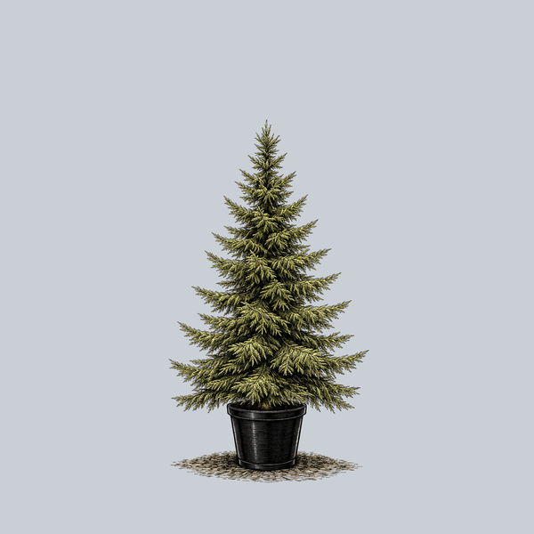 Serbian Spruce