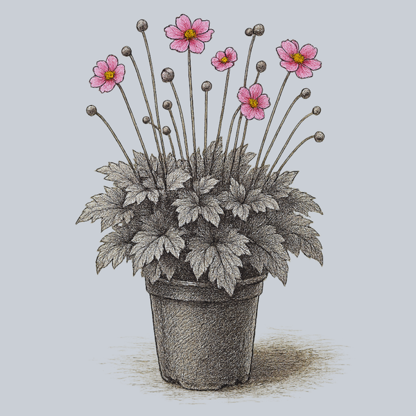 Serenade Japanese Anemone