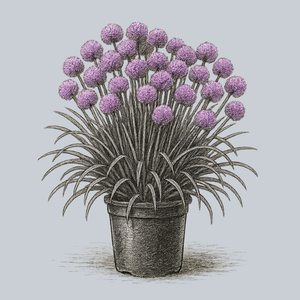 Serendipity Ornamental Onion