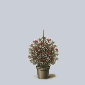 Serotina Honeysuckle