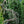 Load image into Gallery viewer, Weeping Serpentine Blue Atlas Cedar - Cedar - Conifers
