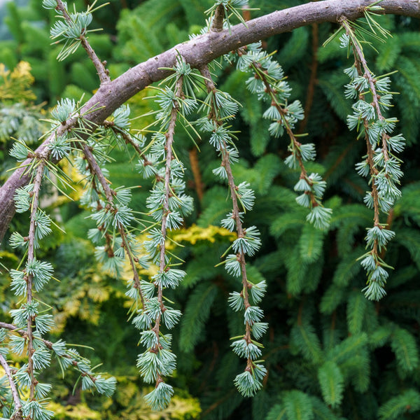 Weeping Serpentine Blue Atlas Cedar - Cedar - Conifers