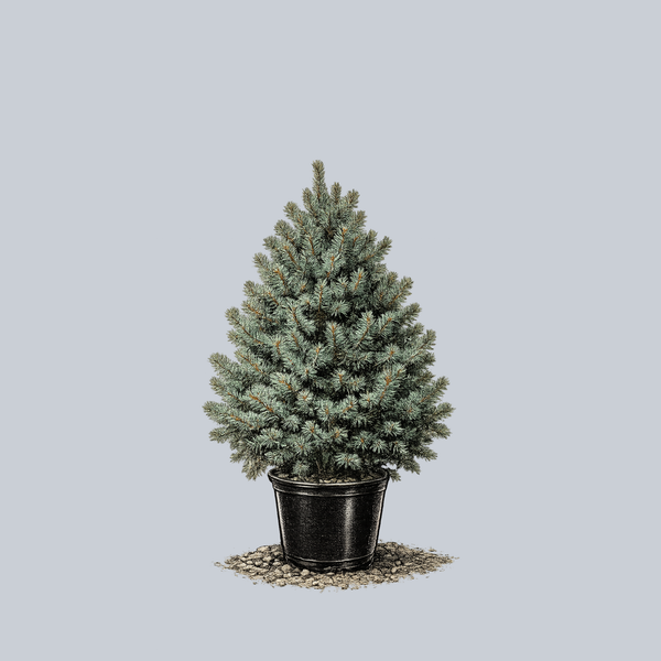 Sester Dwarf Colorado Blue Spruce