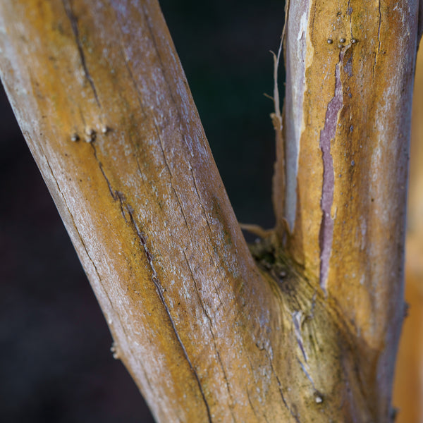 Seven Sons Tree - Other Flowering Trees - Flowering Trees