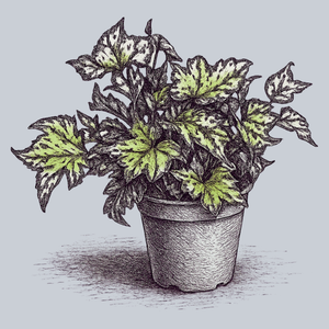 Shadow King Lime Ricky Rex Begonia