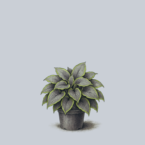 Shadowland Wu La La Hosta