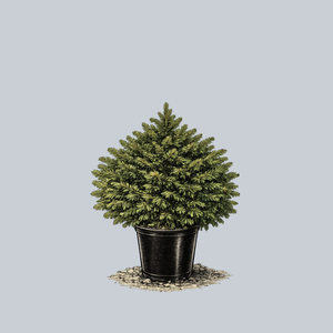 Shadow's Broom Oriental Spruce