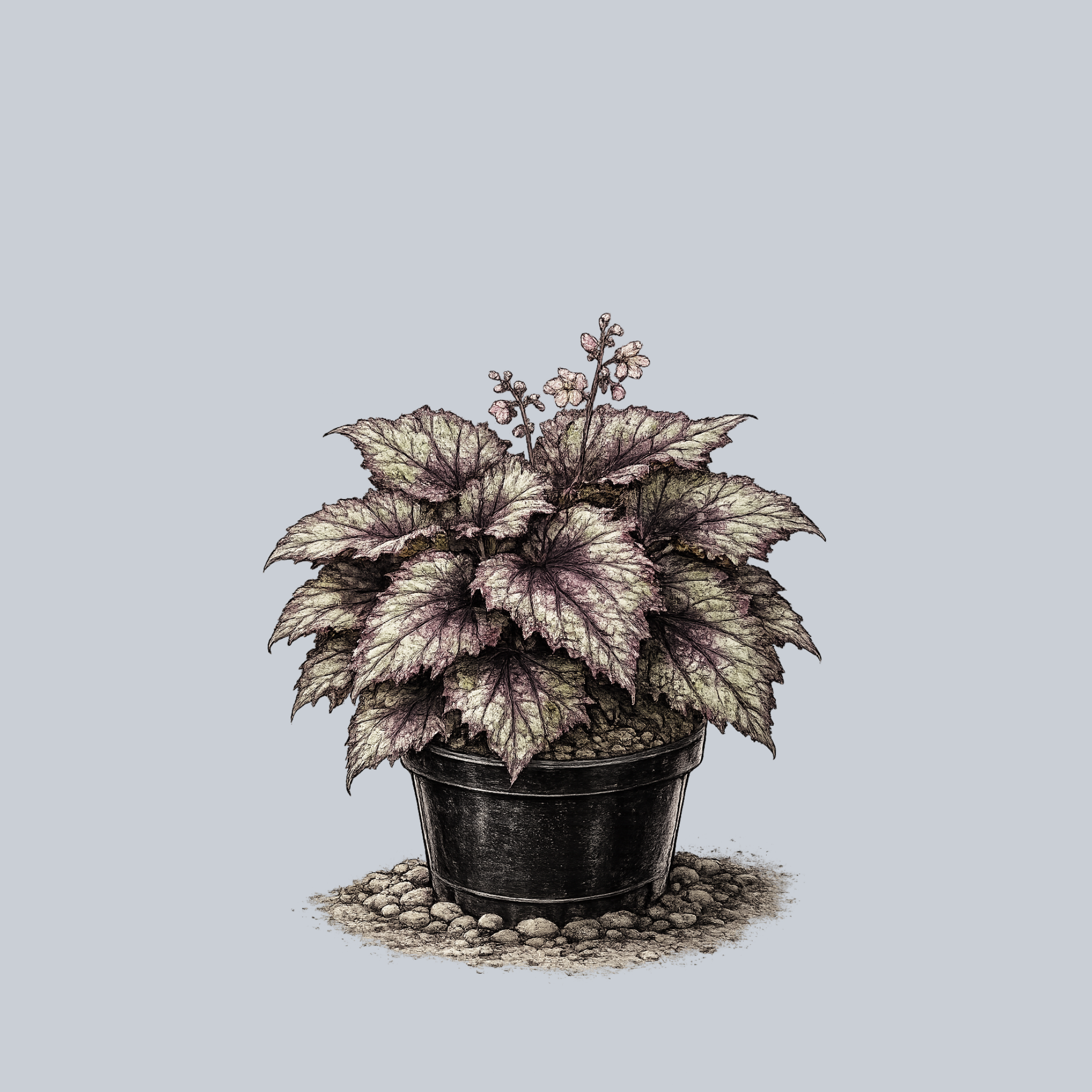 Shadow King Lime Ricky Rex Begonia – Plant Detectives