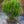 Load image into Gallery viewer, Shamrock Inkberry Holly
