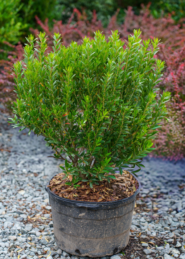 Shamrock Inkberry Holly