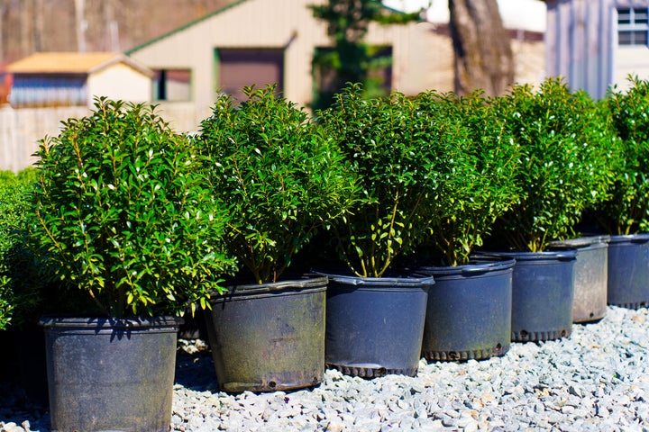 Plant of the Week - Shamrock Inkberry Holly – Plant Detectives