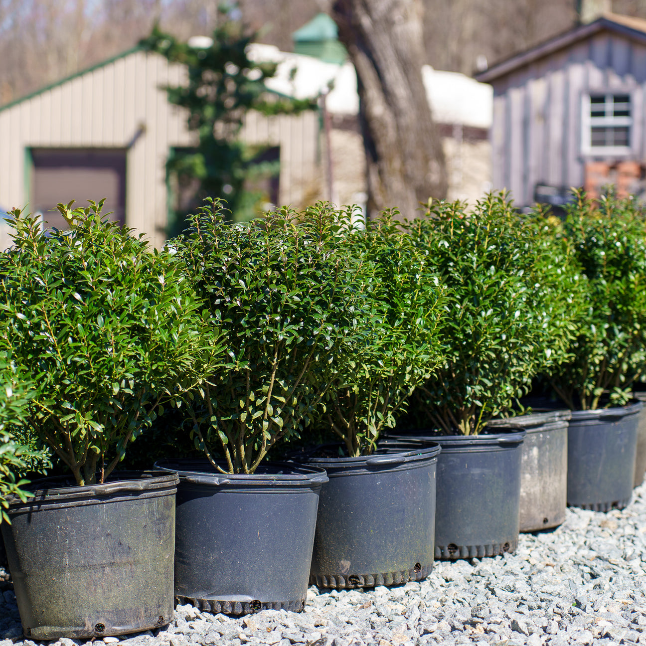 Plant of the Week - Shamrock Inkberry Holly – Plant Detectives