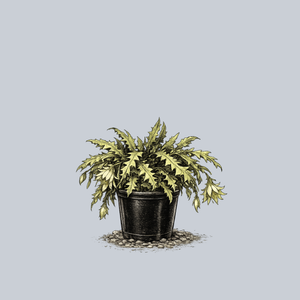 Sharktooth Orchid Cactus