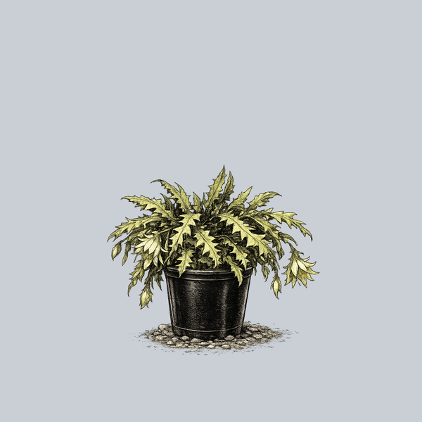 Sharktooth Orchid Cactus