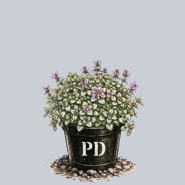 Shell Pink Spotted Deadnettle