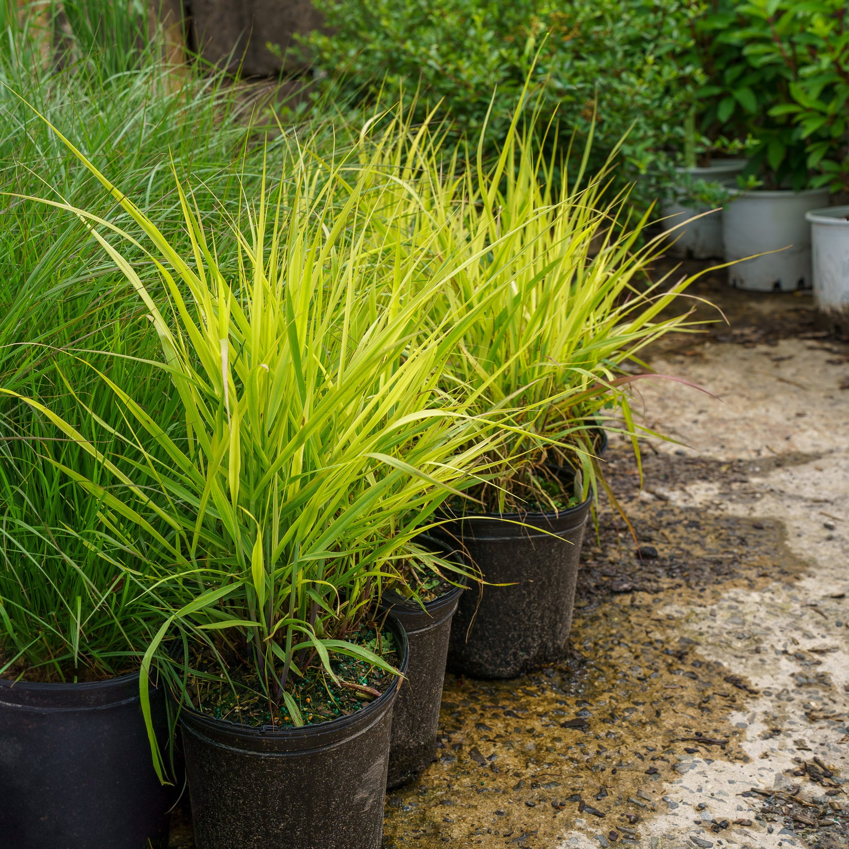 Plant of the Week - Shenandoah Switchgrass – Plant Detectives