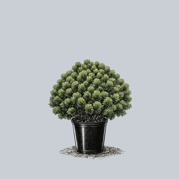 Sherwood Compact Mugo Pine