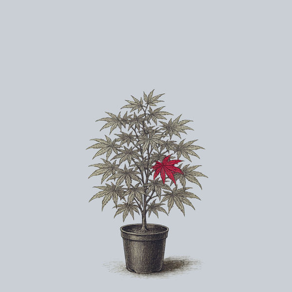 Sherwood Elfin Japanese Maple