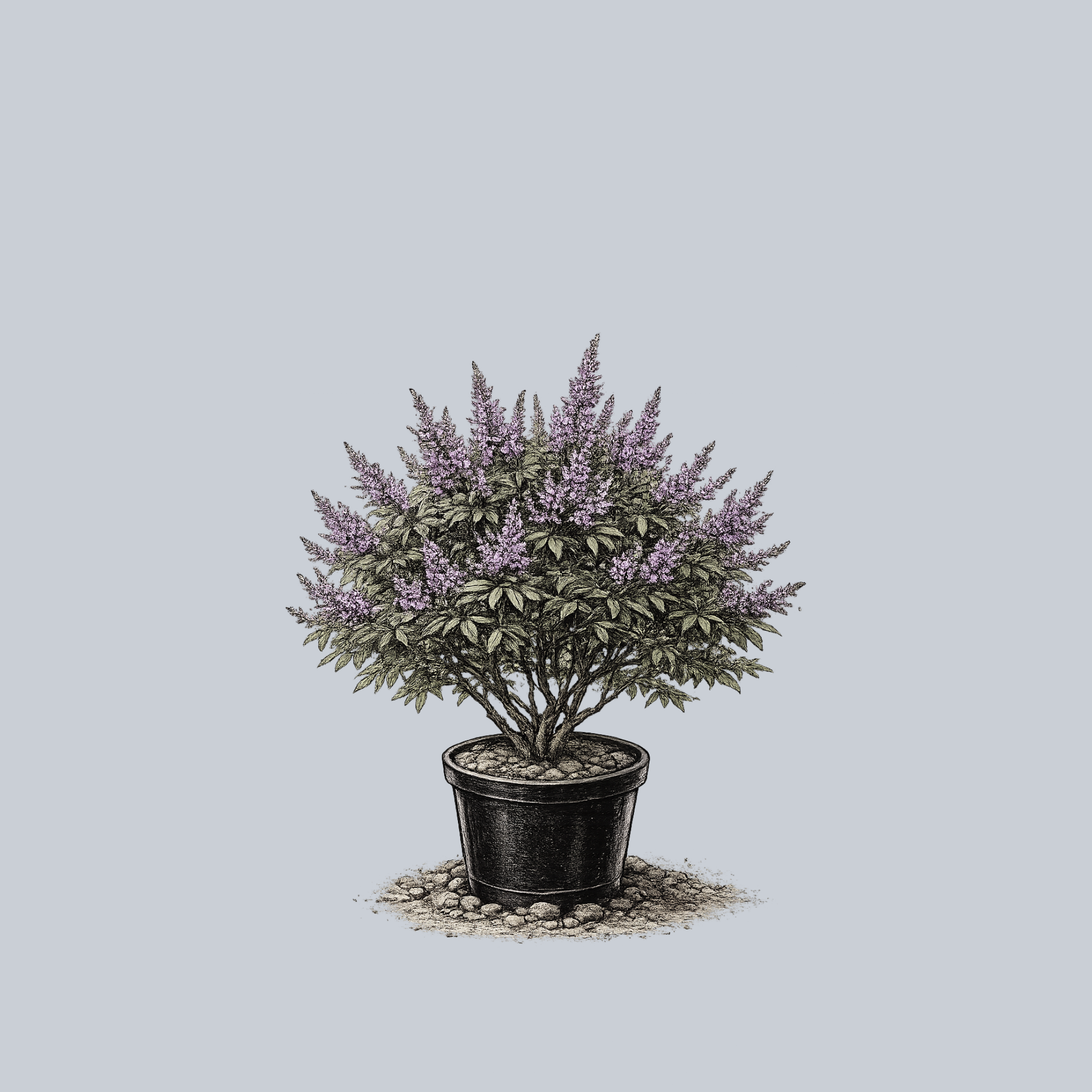 shoal creek succulents Shoal Creek Chaste Tree – Plant Detectives