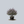 Load image into Gallery viewer, Shoal Creek Chaste Tree
