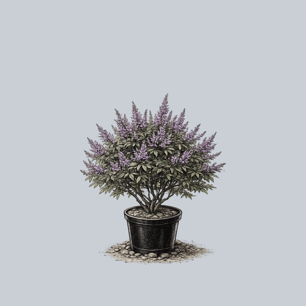 Shoal Creek Chaste Tree