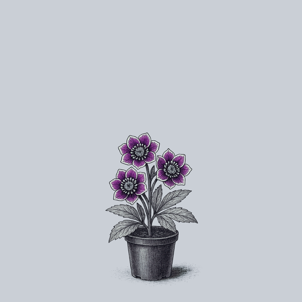 Shotgun Wedding Lenten Rose