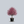 Load image into Gallery viewer, Show Time Crabapple
