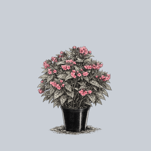 Shrimps on the Barbie Lungwort