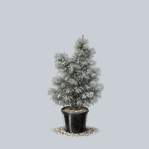 Silveray Korean Pine