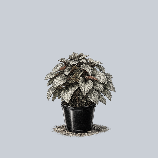 silver plant pot Silver Cloud Pilea – Plant Detectives