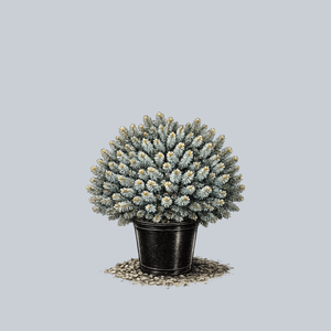 Silver Dwarf Sitka Spruce