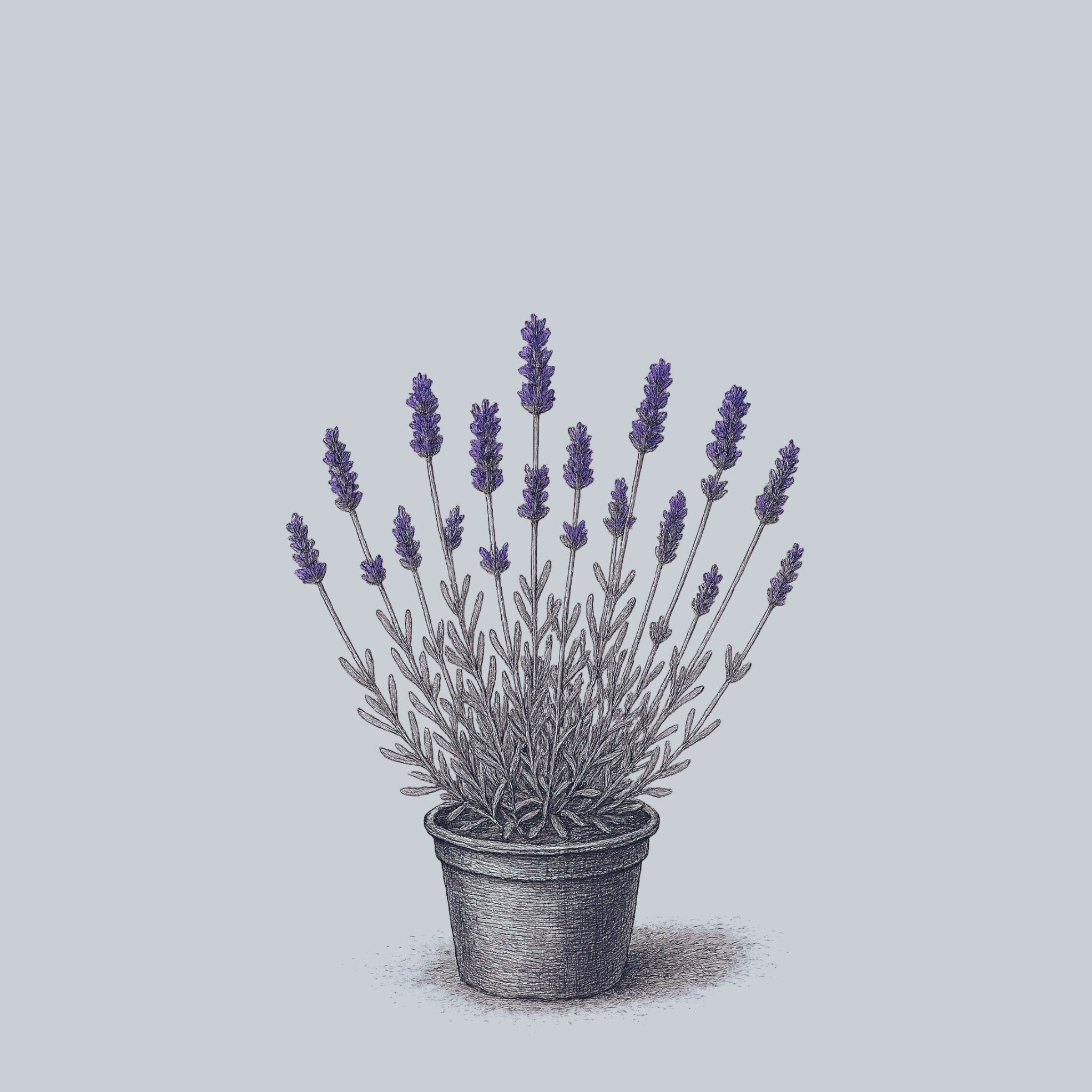 silver leaf lavender plant Silver Mist English Lavender – Plant Detectives