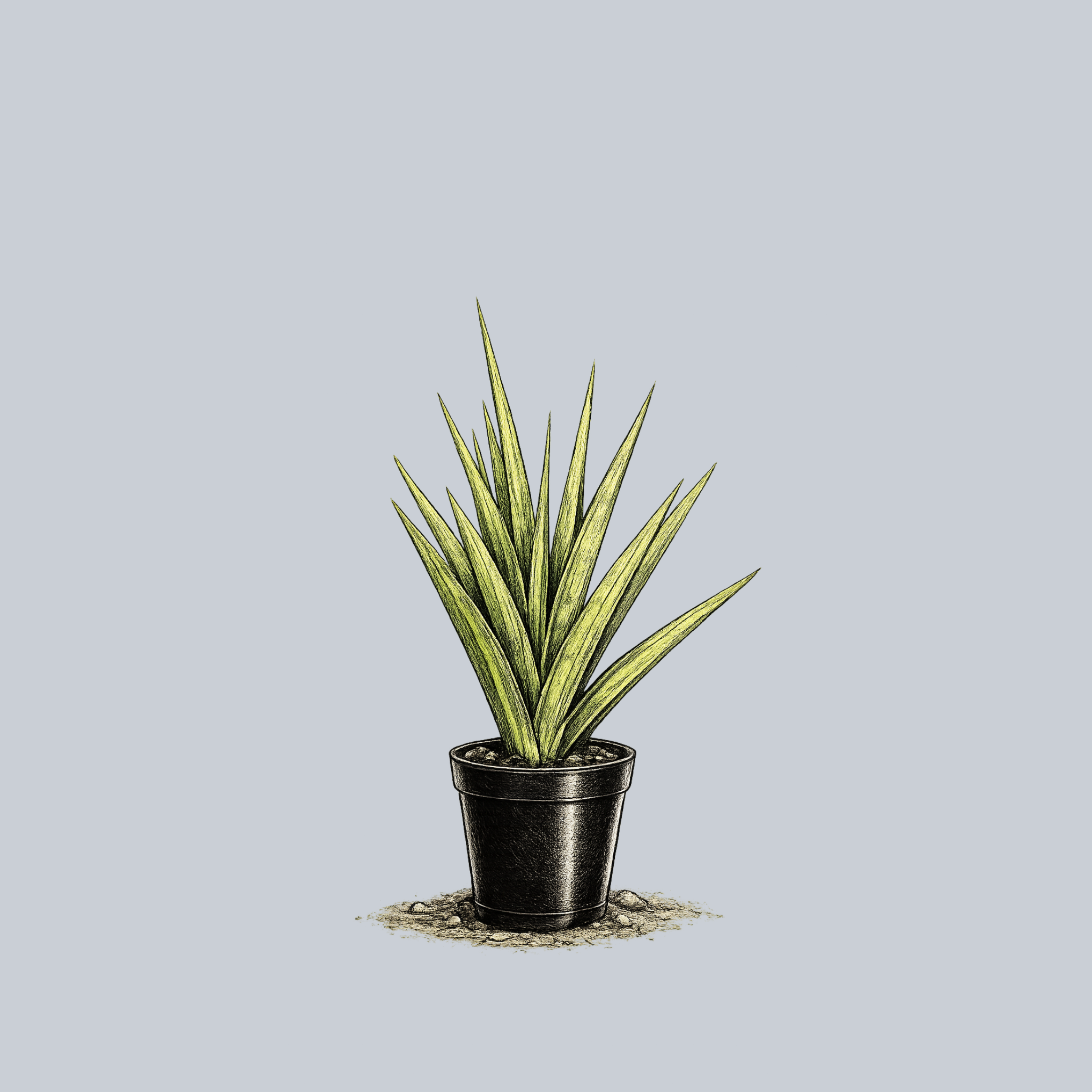 sansevieria silver nymph Silver Nymph Snake Plant – Plant Detectives
