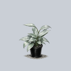 Silver Sword Philodendron
