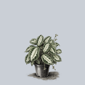 Silver Band Prayer Plant