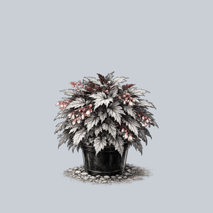 Holiday Silver Bells Begonia