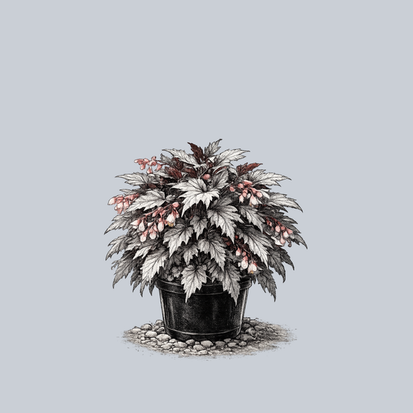 Holiday Silver Bells Begonia