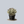Load image into Gallery viewer, Silver Dollar Jade Plant
