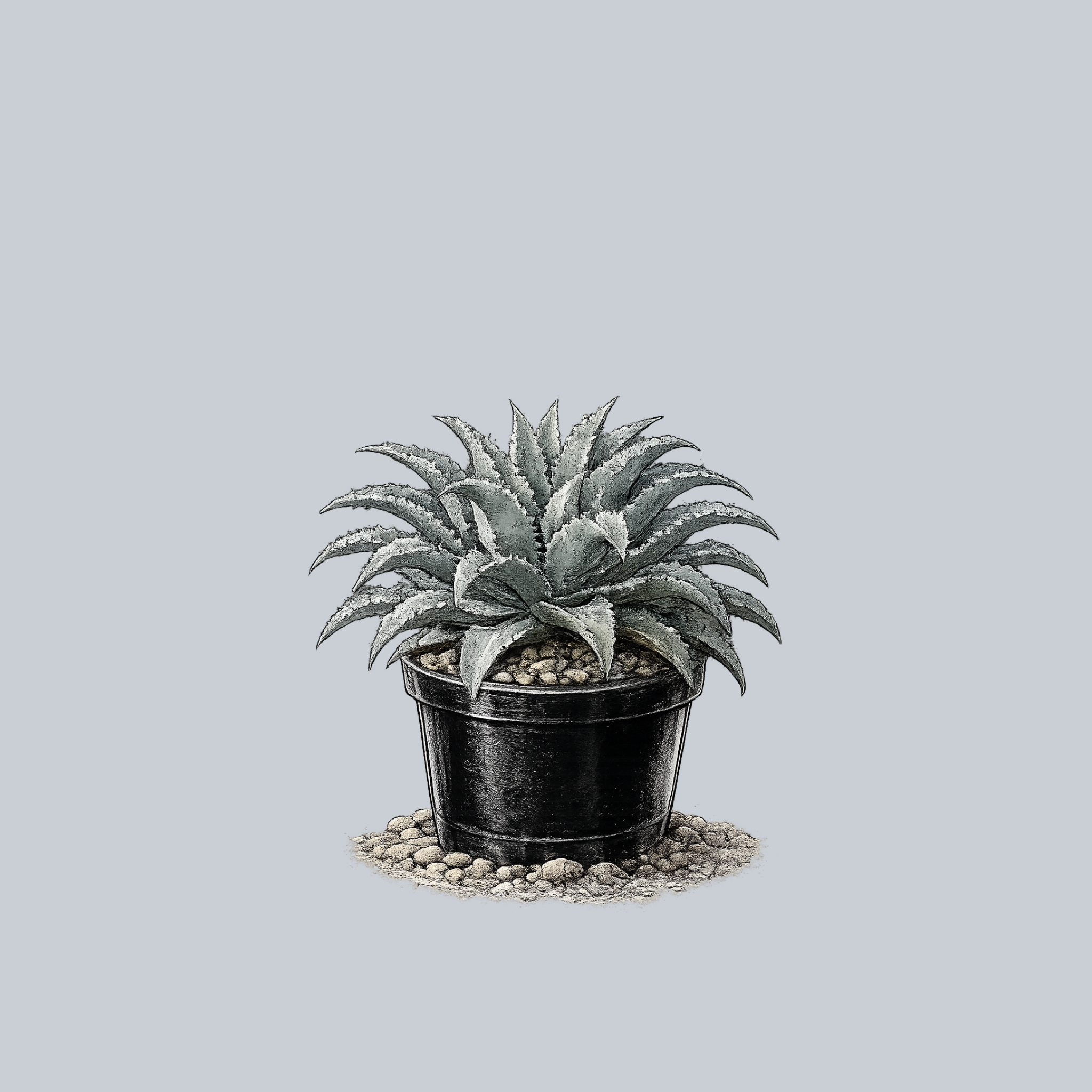 Silver Fox Mangave – Plant Detectives