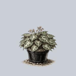 Silver Jewel Rex Begonia
