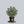 Load image into Gallery viewer, Silver King Euonymus
