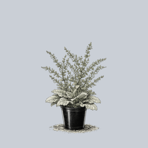 Silver Sage